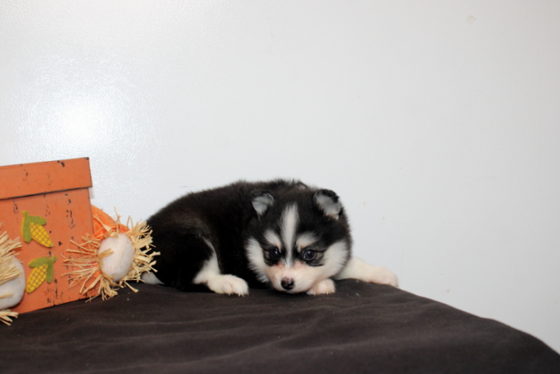 puppy, for, sale, Pomsky, Matthew B. Stoltzfus, dog, breeder, Gap, PA, dog-breeder, puppy-for-sale, forsale, nearby, find, puppyfind, locator, puppylocator, aca